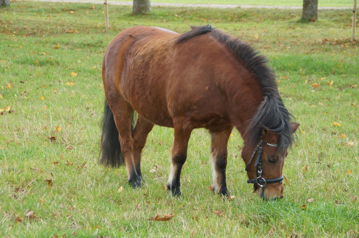 Anden særlig race - Os To Forever Smukke Søde osv. Pony!<3 - - Smukke dig! Spiser græs!<3 billede 12