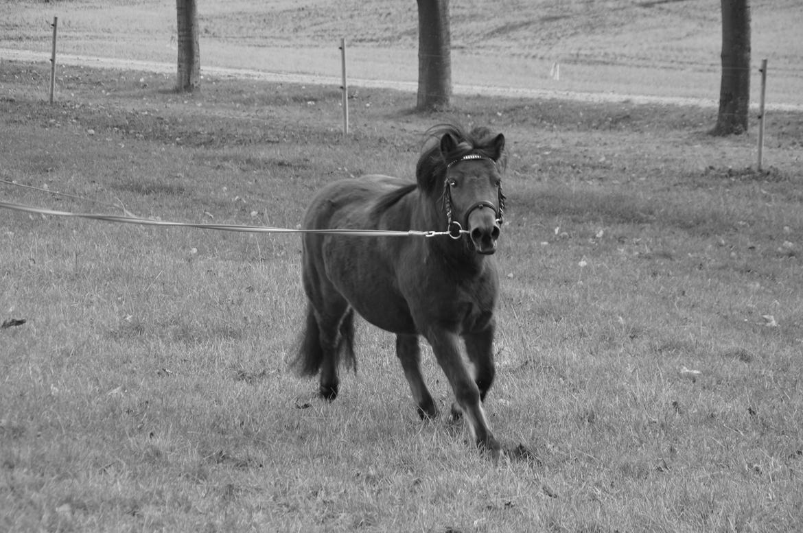 Anden særlig race - Os To Forever Smukke Søde osv. Pony!<3 - - Lotte traver rundt i cirklen imens hun bliver Longeret!<3 billede 19
