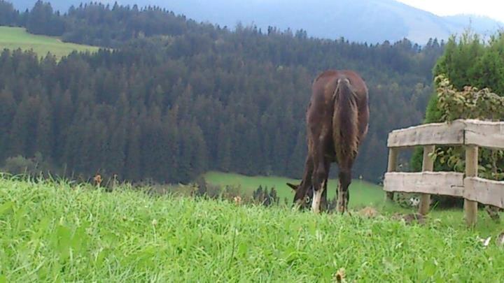 Tinker Jesper - Billede er taget  i sydtyskland. 
Jespers nye hjem  billede 2