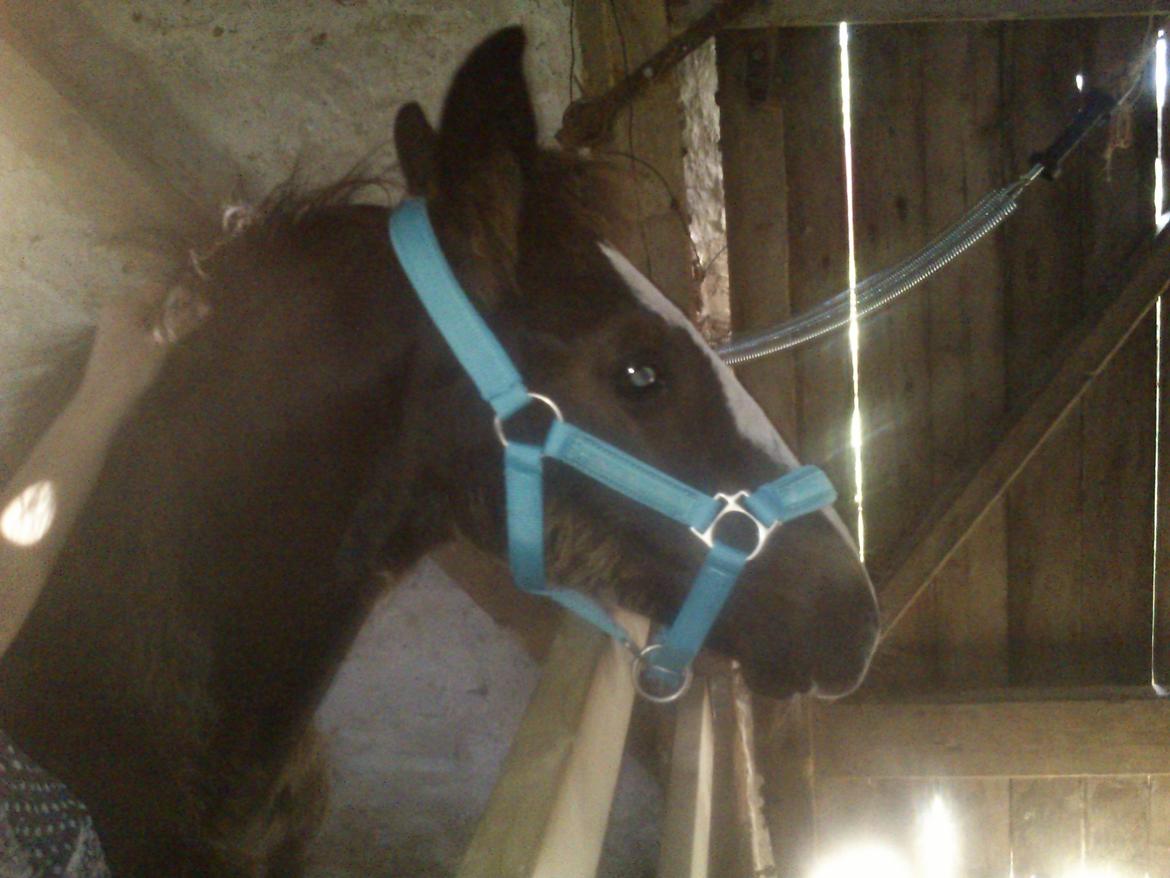 Tinker Jesper billede 8