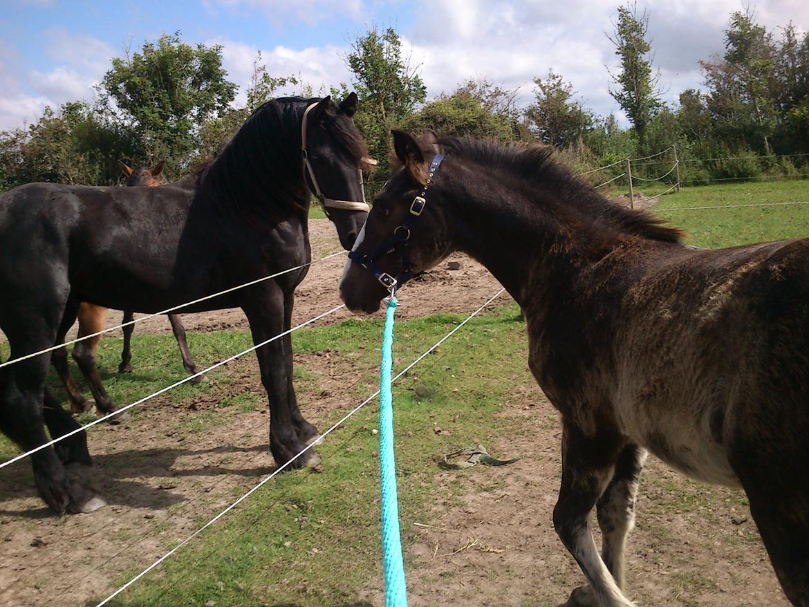 Tinker Jesper billede 10