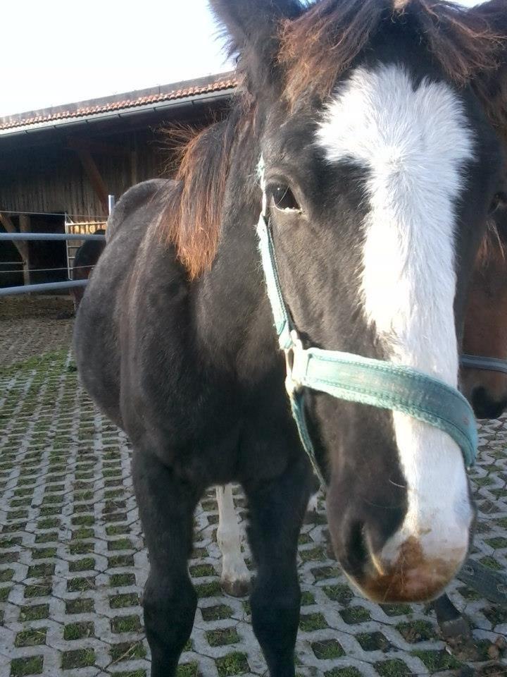Tinker Jesper - Jesper har nu tabt alt føl pelsen .-)  billede 11