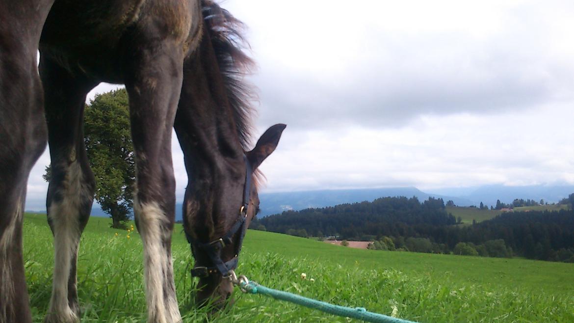 Tinker Jesper - De smukke alper i baggrunden billede 15