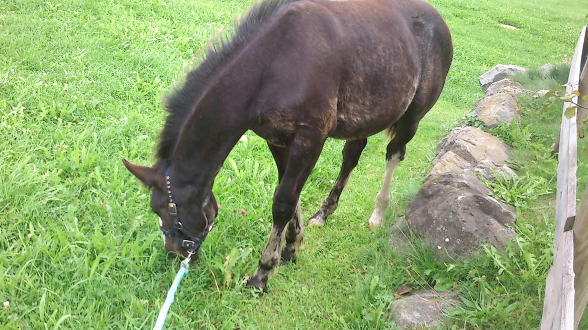 Tinker Jesper billede 16