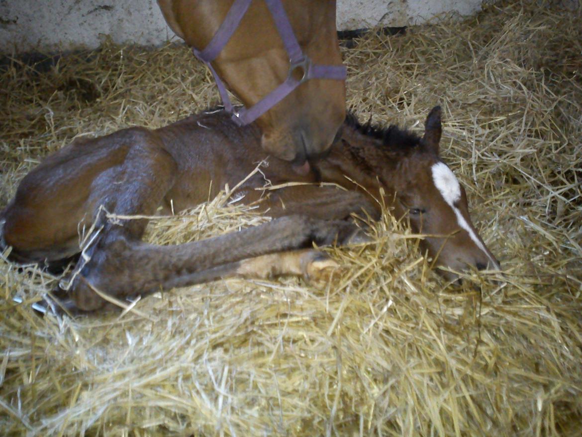 Dansk Varmblod Zandie Engel - da Poo blev født billede 1