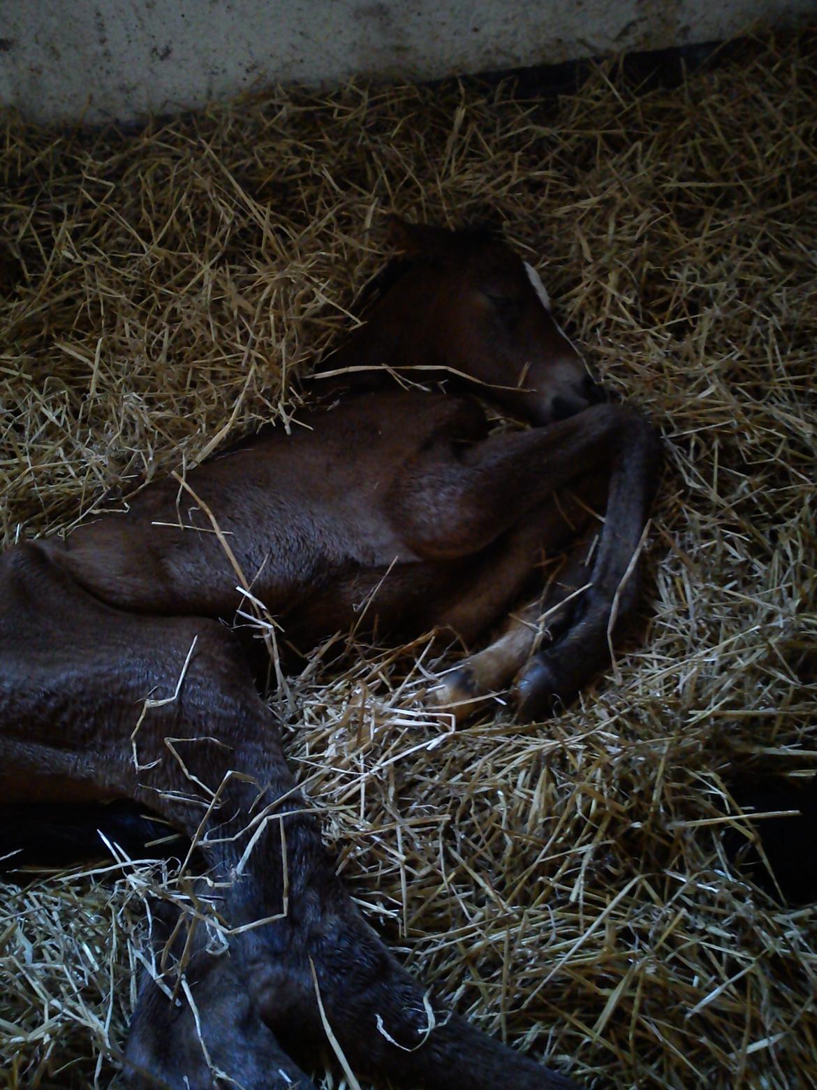 Dansk Varmblod Zandie Engel billede 2