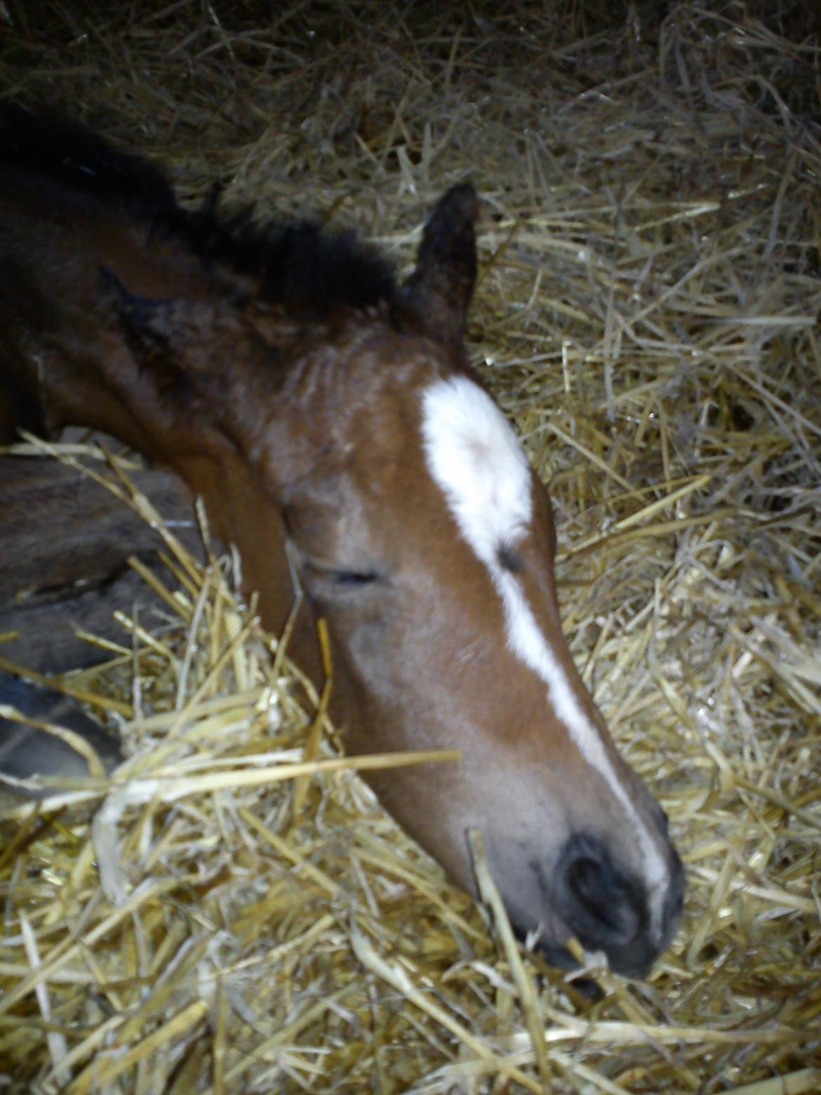 Dansk Varmblod Zandie Engel billede 3