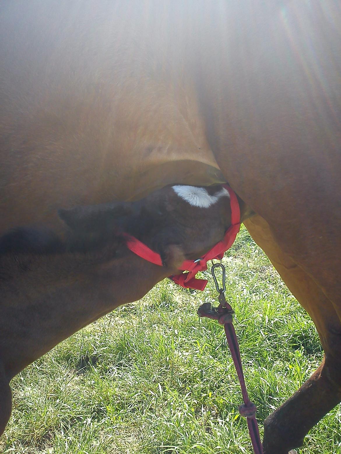 Dansk Varmblod Zandie Engel billede 4