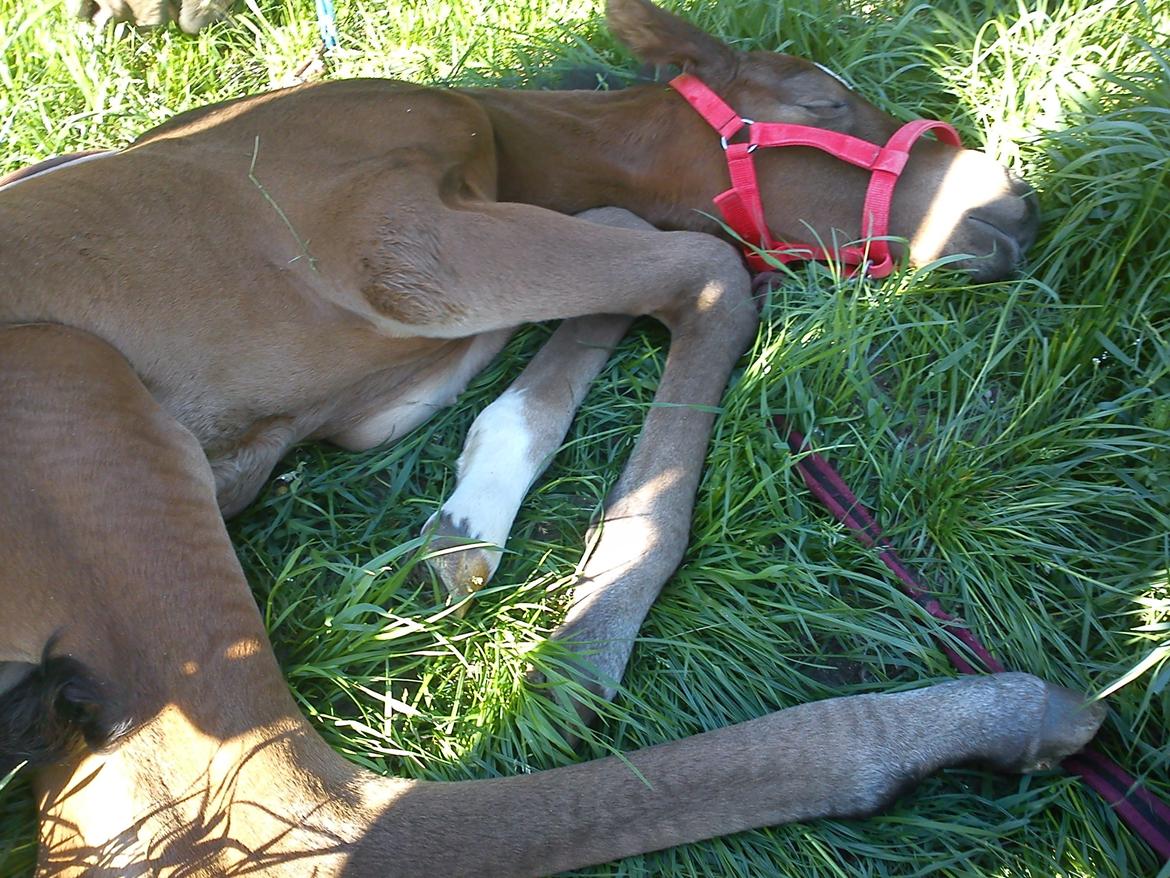 Dansk Varmblod Zandie Engel billede 5