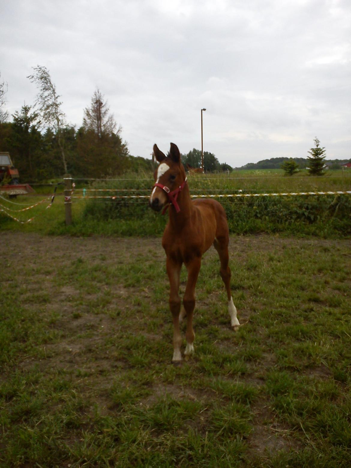 Dansk Varmblod Zandie Engel billede 6