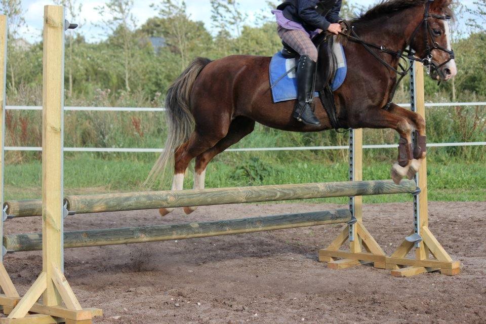 Welsh Mountain (sec A) Petra’s Dienie (Daisy) <3 billede 10