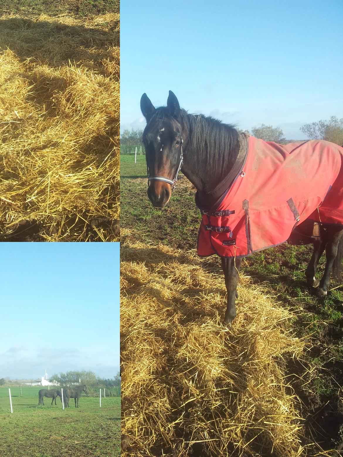 Dansk Varmblod Olympia - På folden  billede 4