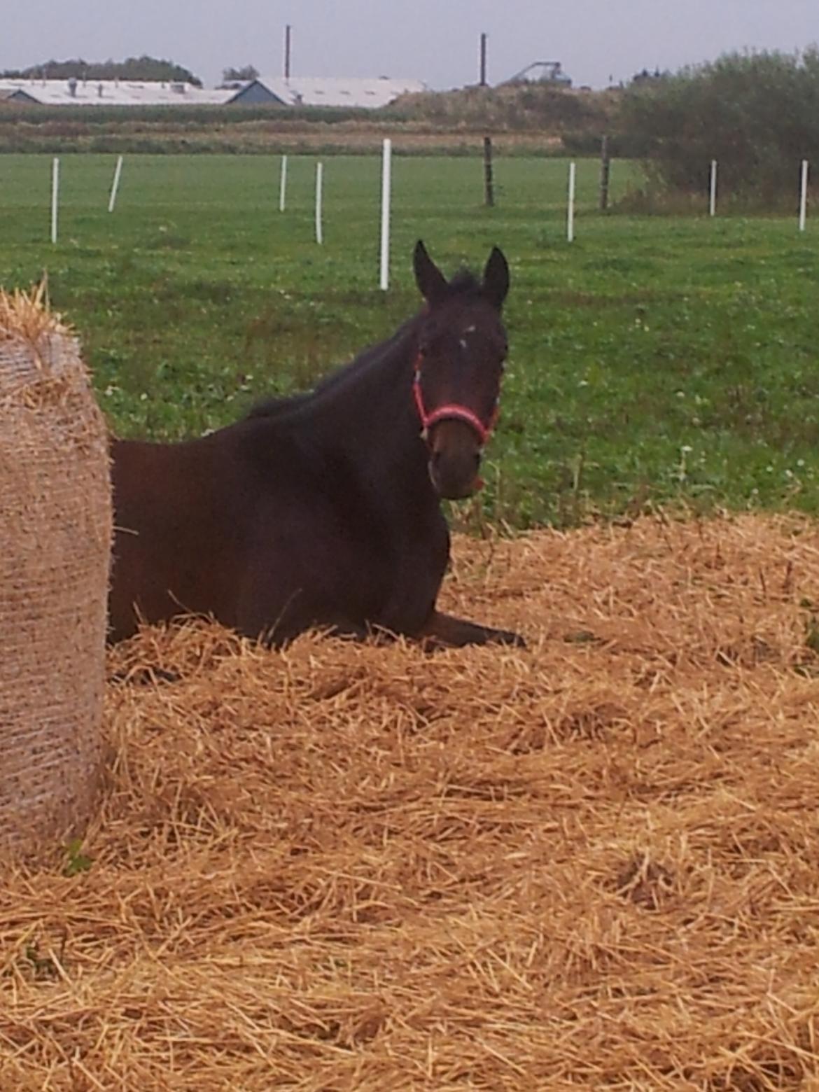 Dansk Varmblod Olympia - <3 billede 5