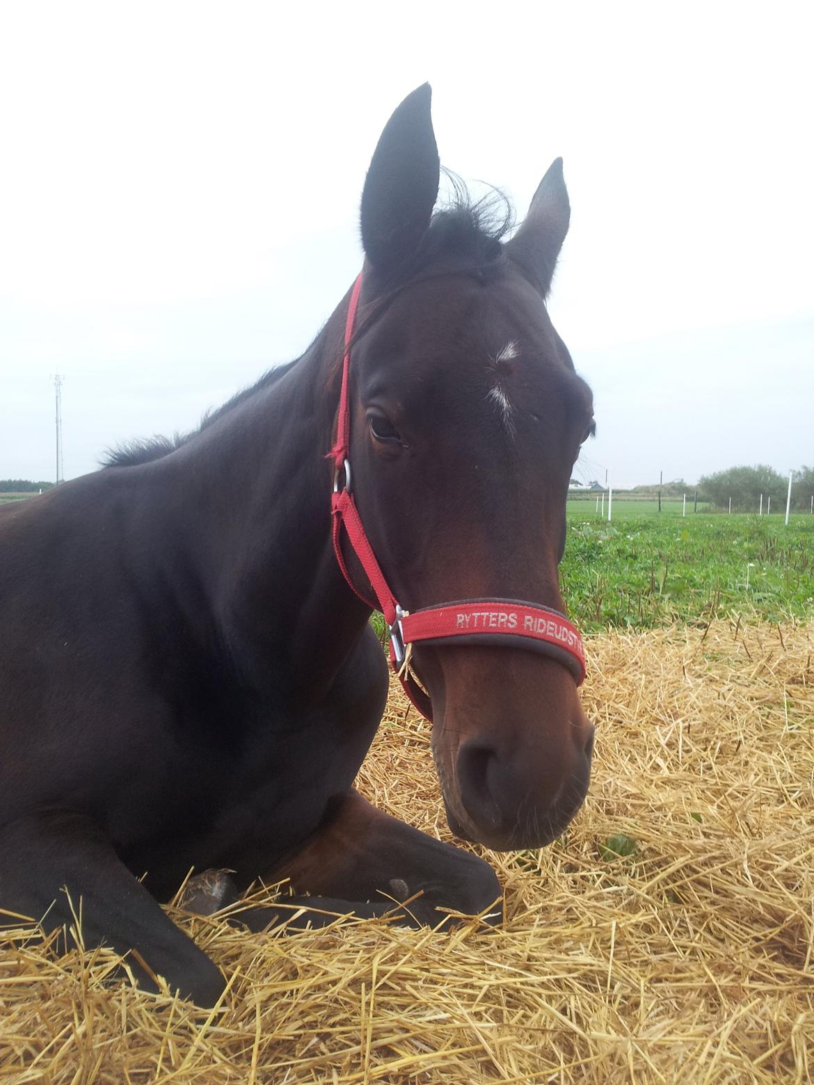 Dansk Varmblod Olympia - Hygge på folden.  billede 6