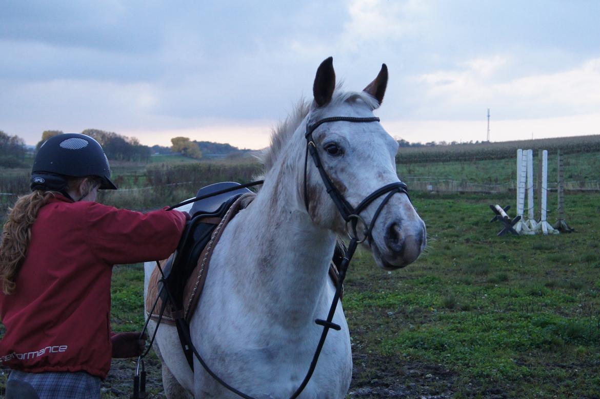 Anden særlig race KARIZMA [Tidl. Lånepony] billede 9