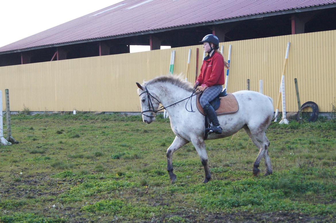Anden særlig race KARIZMA [Tidl. Lånepony] billede 11