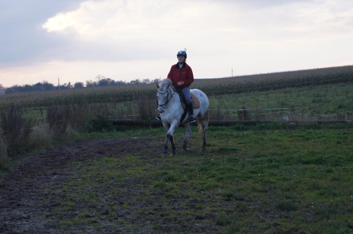 Anden særlig race KARIZMA [Tidl. Lånepony] billede 13