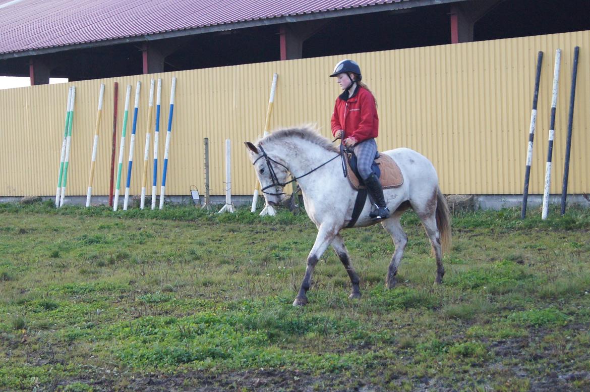 Anden særlig race KARIZMA [Tidl. Lånepony] billede 15