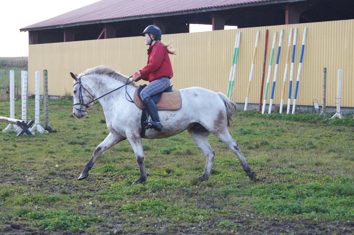 Anden særlig race KARIZMA [Tidl. Lånepony] billede 17