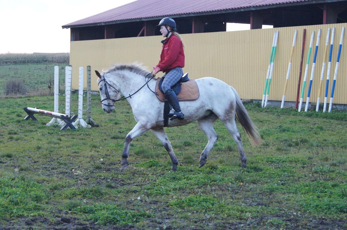 Anden særlig race KARIZMA [Tidl. Lånepony] billede 19