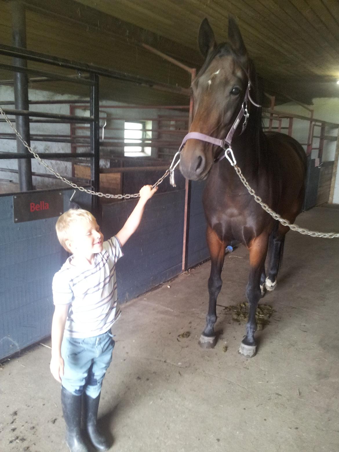 Dansk Varmblod Olympia - Tøsepigen kan nu begynde at stå pænt på gangen.  billede 7