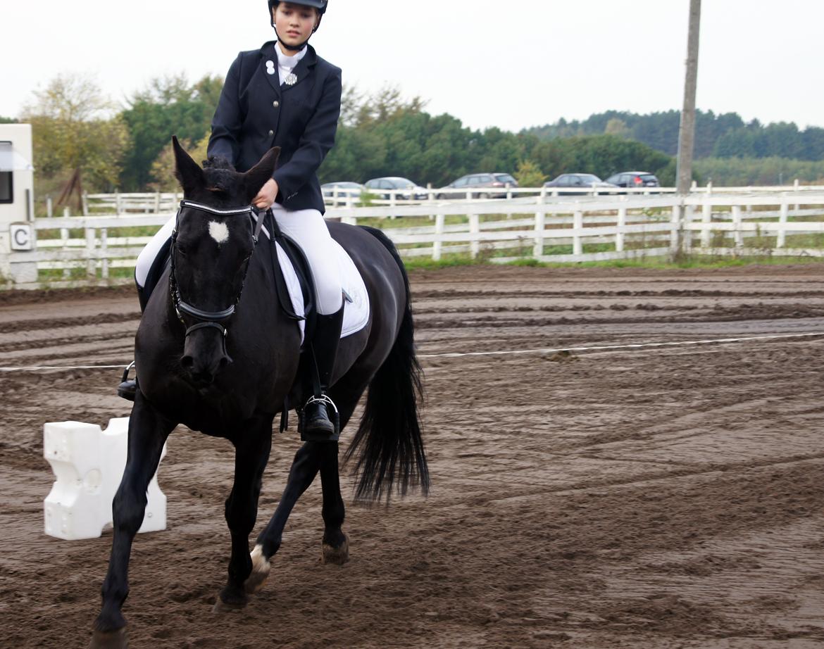 Welsh Cob (sec D) Dark Shadow <3 billede 2