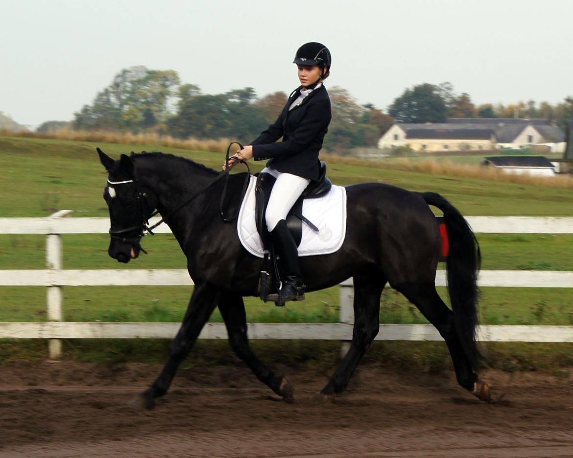 Welsh Cob (sec D) Dark Shadow <3 billede 17