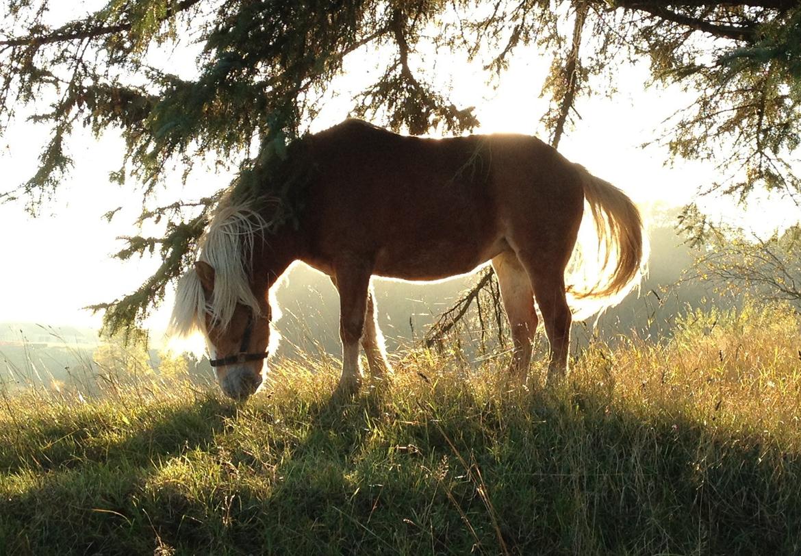 Anden særlig race Kimmi billede 4