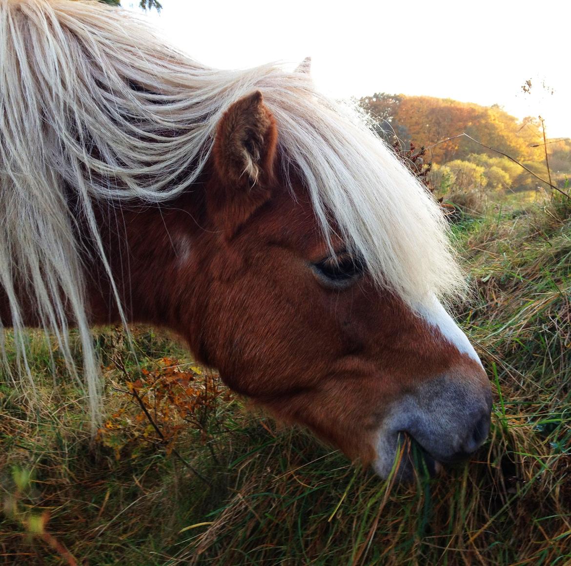Anden særlig race Kimmi billede 14