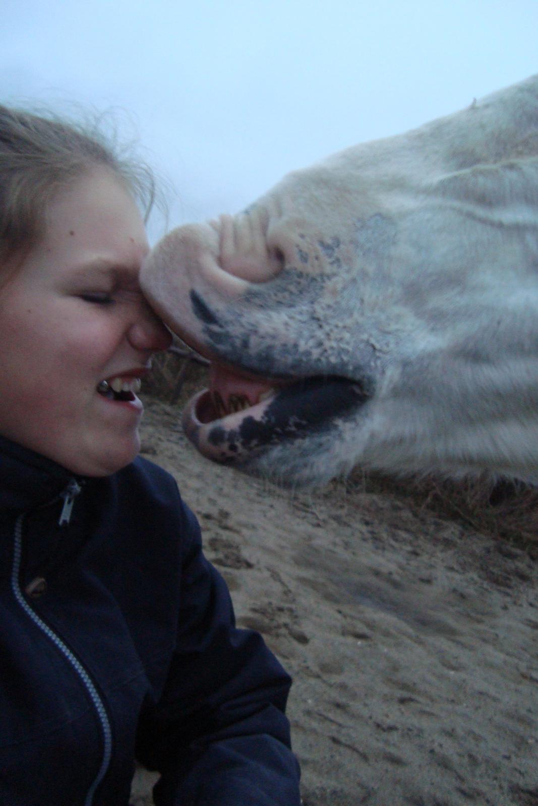 Appaloosa Flashy Littel Joe 'Har lånt' - Amor rammer ofte hovedet med sine pile, og sommetider så hårdt at hjernen skades... Haha billede 12