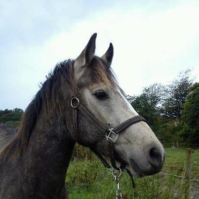 Connemara Hesselholts Killroy - SOLGT billede 19