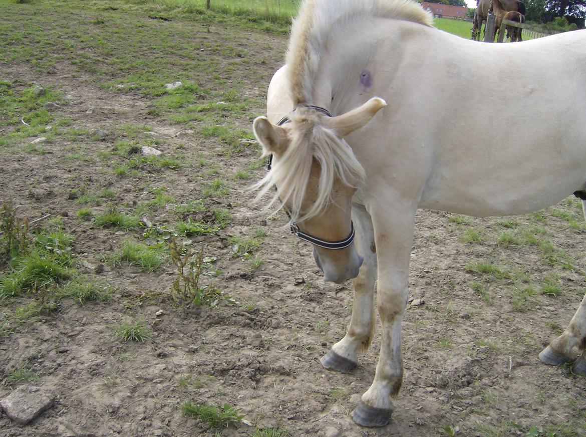 Fjordhest Milton (tidl. navn Claus) billede 9