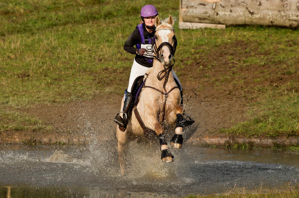 Palomino Coco`s Calypso - skårup overgård okt 12 billede 1