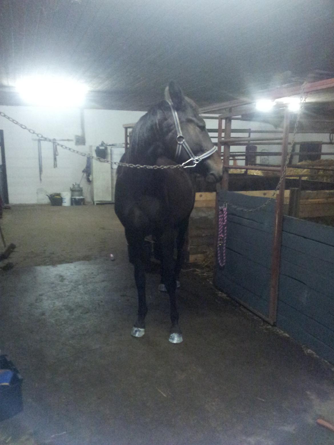 Anden særlig race Diablo - Dille september 2011.  billede 1