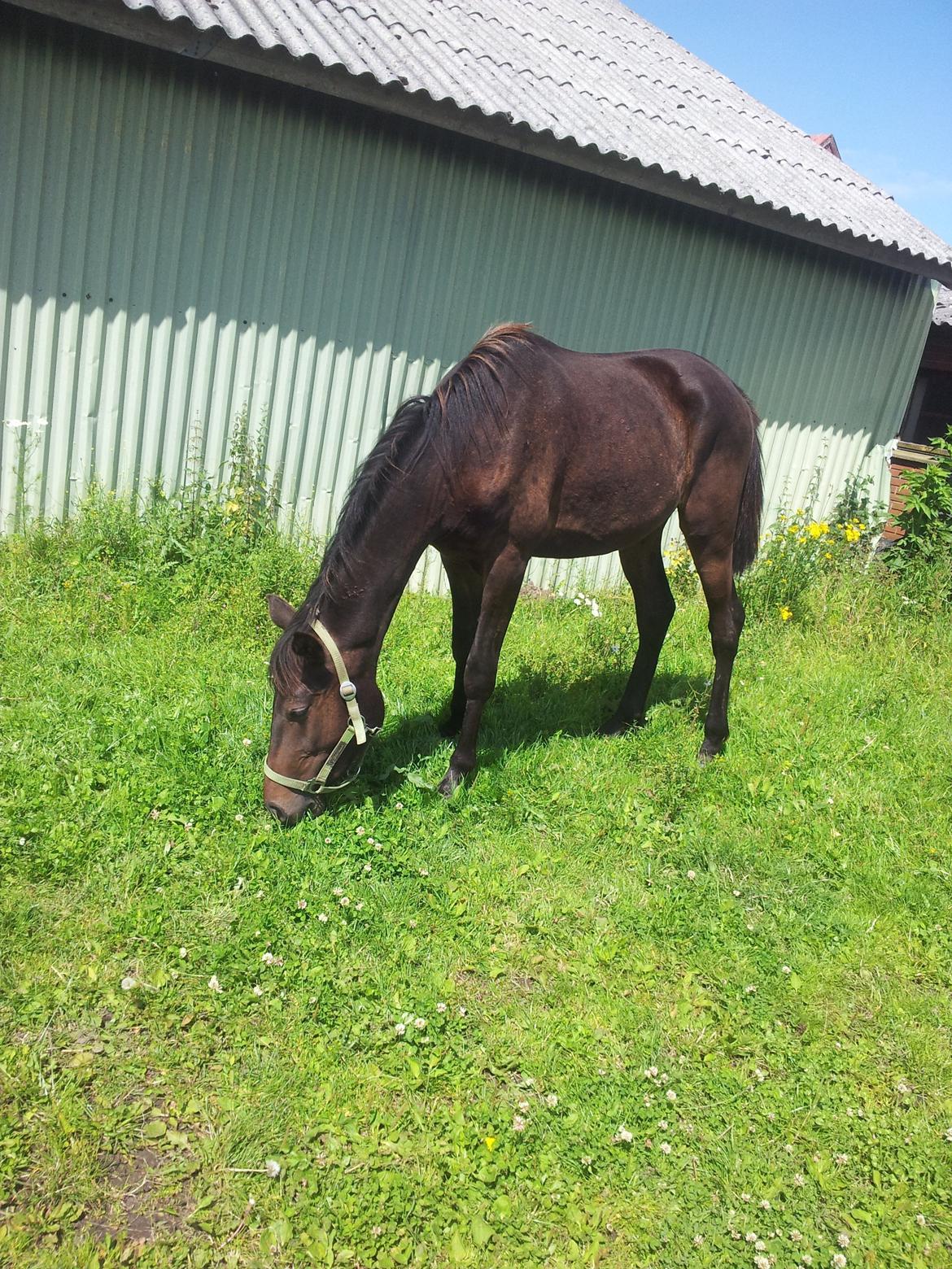 Anden særlig race Diablo billede 2