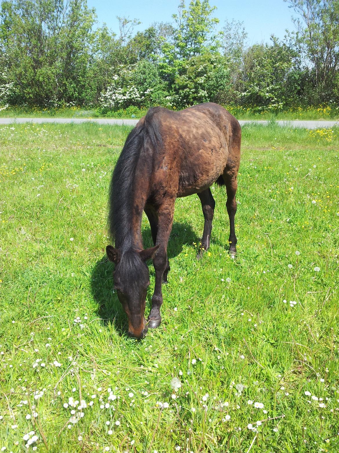 Anden særlig race Diablo - Sommeren 2012. På sommergræs. Det godt til lillemanden. :') hans pels så forfærdelig ud!  billede 3