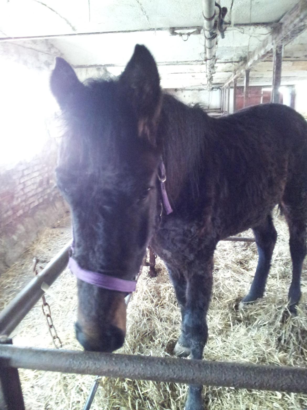 Anden særlig race Diablo - 2 dage efter jeg havde fået ham hjem. de indgroede lortekager i hans pels var i fuld gang med at blive fjernet.  billede 4