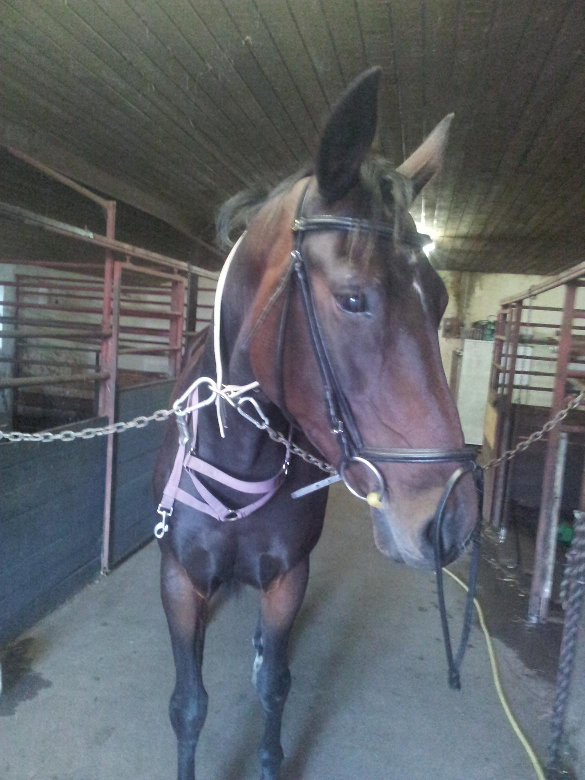 Dansk Varmblod Olympia - Hård kamp med DAMEN men hovedtøjet m. bid kom på for første gang.  billede 9