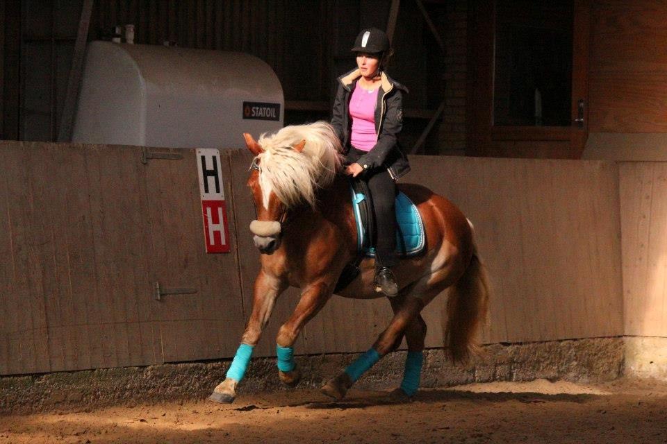 Haflinger Sandy van de Lohöfte (Balder) - Dressur på Teenlejr 2012<3


 billede 20