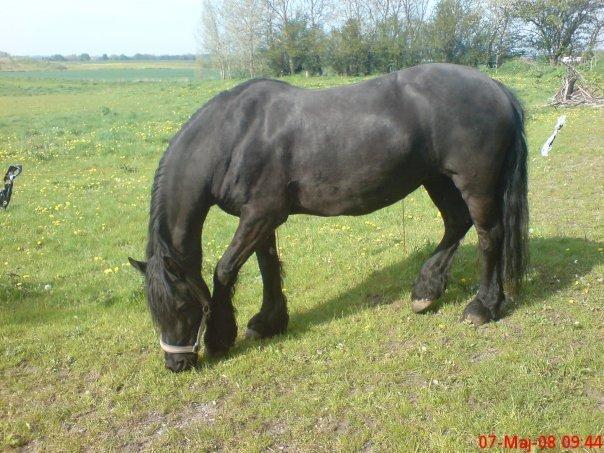 Frieser Mynthe - på fold<3 billede 5