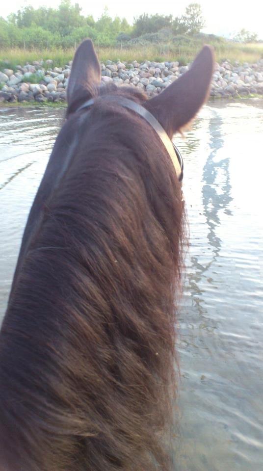 Frieser Mynthe - ride tur:) billede 6