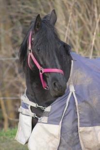 Frieser Mynthe - <3
 billede 7