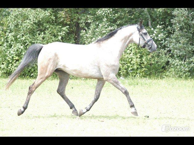 Arabisk fuldblod (OX) Fordianka Khan SOLGT!! - August 2012 billede 18