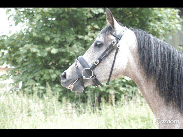 Arabisk fuldblod (OX) Fordianka Khan SOLGT!! - August 2012 billede 1