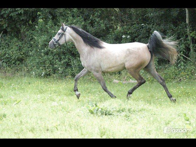 Arabisk fuldblod (OX) Fordianka Khan SOLGT!! - August 2012 billede 19