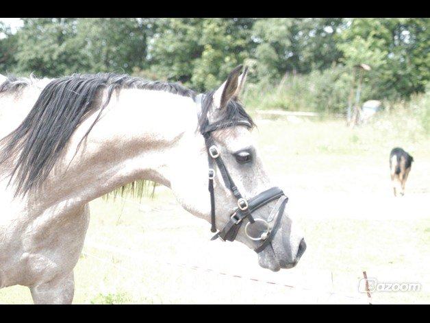 Arabisk fuldblod (OX) Fordianka Khan SOLGT!! - August 2012 billede 20