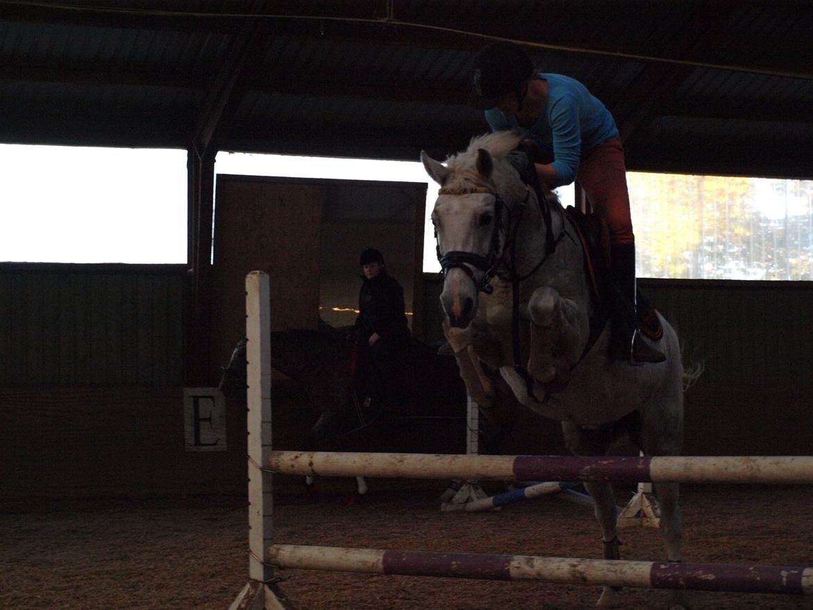 DSP Nørlunds Sally Maree - Ponyen kan springe! 
søndag d. 21/10-12 billede 12