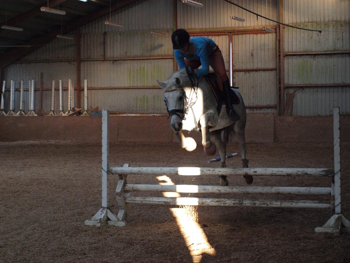 DSP Nørlunds Sally Maree - sally hoppe oxe på 80! billede 20