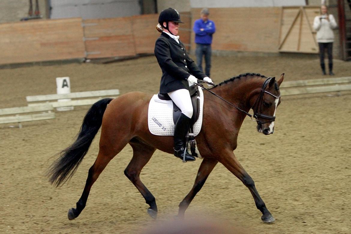 DSP Røgild's Chico - årets DSP hingsteføl i 2006 billede 4