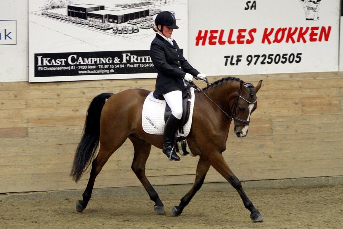 DSP Røgild's Chico - årets DSP hingsteføl i 2006 billede 5